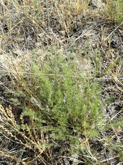 Ferulopsis hystrix