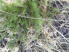 Ferulopsis hystrix