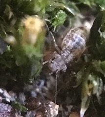 Mesopsocus