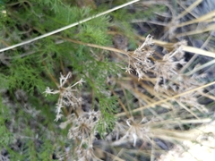 Ferulopsis hystrix