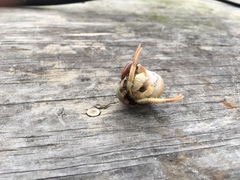 Isocheles wurdemanni