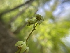 Pyrola chlorantha