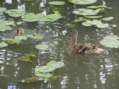 Anas platyrhynchos