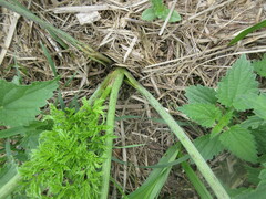 Apiaceae