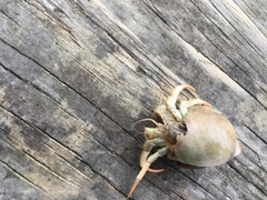 Isocheles wurdemanni