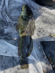 Hexagrammos lagocephalus