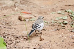 Motacilla alba