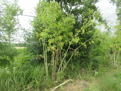 Apiaceae