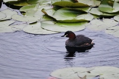 Tachybaptus ruficollis