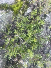 Veronica stenophylla stenophylla