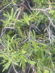 Veronica stenophylla stenophylla