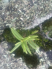 Veronica stenophylla stenophylla