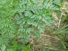 Apiaceae