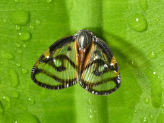 Euricania ocellus