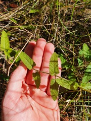 Teucrium argutum