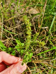 Teucrium argutum