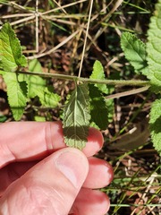 Teucrium argutum