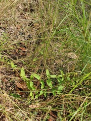 Teucrium argutum