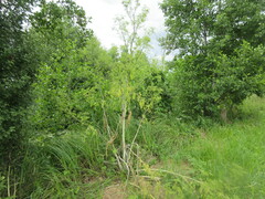 Apiaceae