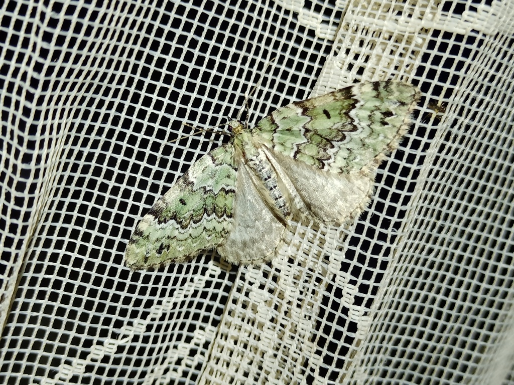 Colostygia laetaria