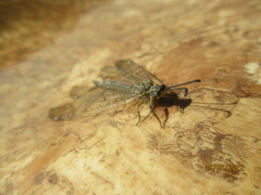 Distoleon tetragrammicus