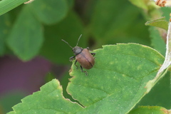 Bromius obscurus