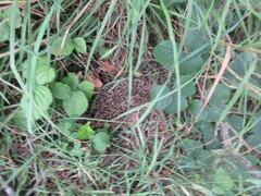 Erinaceus europaeus