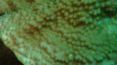 Turbinaria stellulata