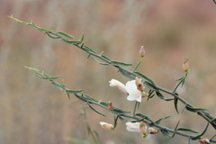 Convolvulus fruticosus