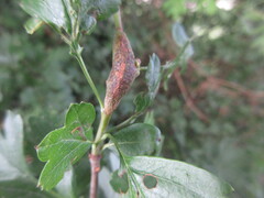 Gymnosporangium confusum