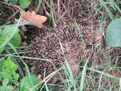 Erinaceus europaeus