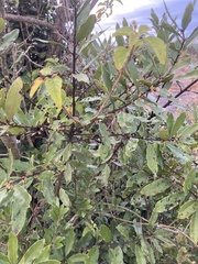 Euclea natalensis angustifolia