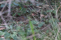 Turnix varius varius