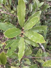 Euclea natalensis angustifolia