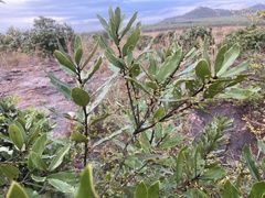 Euclea natalensis angustifolia