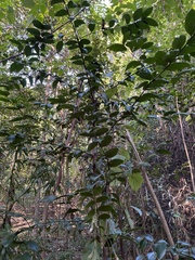 Agathis robusta