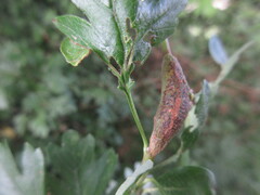 Gymnosporangium confusum