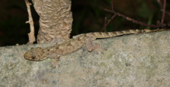 Gekko chinensis