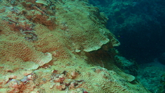 Turbinaria stellulata