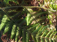 Hypolepis dicksonioides