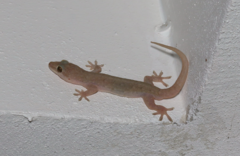 Hemidactylus bowringii