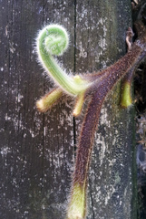 Hypolepis dicksonioides