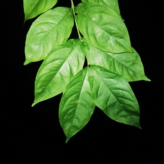 Bunchosia polystachia