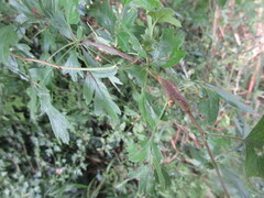 Gymnosporangium confusum