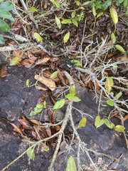Ficus ingens