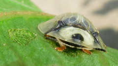 Aspidimorpha puncticosta