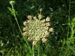 Daucus carota