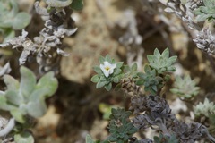 Euploca confertifolia