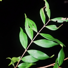 Eugenia biflora