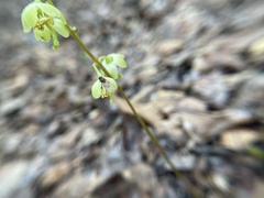 Pyrola chlorantha
